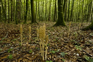 Birds Nest Orchid (Neottia nidus-avis) flowering, growing in beech woodland habitat, Slovenia, june