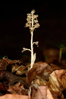 Birds Nest Orchid (Neottia nidus-avis) flowerspike, growing amongst leaf litter in shady woodland, Oxfordshire