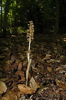 Birds Nest Orchid (Neottia nidus-avis) flowerspike, growing in woodland, Buckinghamshire, England, May