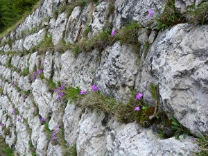 Dolomite Prints: Birdseye Primrose (Primula farinosa) flowering
