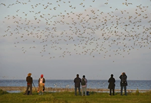 Birders Prints: Birdwatchers watching wader flock in flight over mudflats