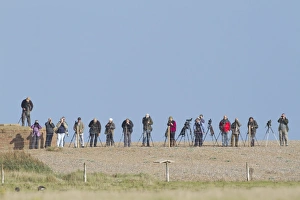 Woman Prints: Birdwatching, twitchers with binoculars and telescopes