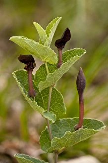 Cevennes Prints: Birthwort (Aristolochia pistolochia) flowering, Cevennes, France, May