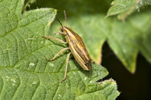 Bishops Mitre Bug (Aelia acuminata) adult, resting on leaf, Crossness Nature Reserve, Bexley, Kent, England, may