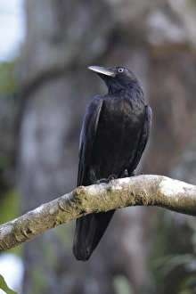 Corvids Prints: Bismarck Crow (Corvus insularis) adult