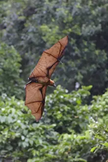 Oceania Prints: Bismarck Flying Fox (Pteropus neohibernicus) adult