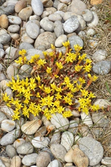 Shingle Prints: Biting Stonecrop (Sedum acre) flowering