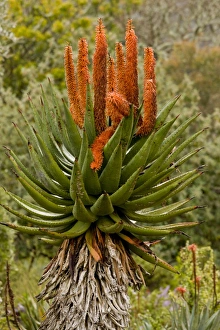 Succulents Prints: Bitter Aloe (Aloe ferox) flowering, South Africa, August