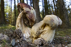 Coniferous Prints: Bitter Bolete (Tylopilus felleus) fruiting bodies