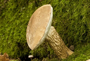 Mosses Prints: Bitter Bolete (Tylopilus felleus) fruiting body, growing amongst moss at base of oak tree