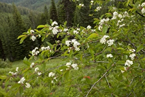 Oregon Prints: Bitter Cherry (Prunus emarginata) flowering