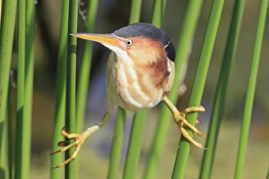 Least Bittern (Ixobrychus exilis) adult male, clinging to stems, Florida, U. S. A