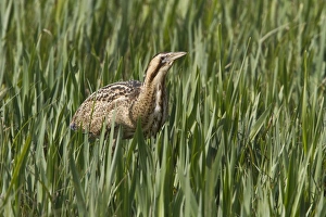 Reed Bed Prints: Bittern walking through young reed, April, Minsmere, Suffolk