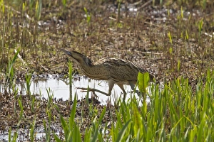 Reed Bed Prints: Bittern in young reed, April, Minsmere, Suffolk