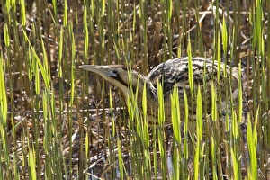 Bittern in young reed, April, Minsmere, Suffolk