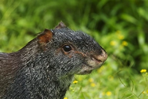 Rodent Prints: Black Agouti (Dasyprocta fuliginosa) adult