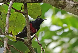Sumatra Prints: Black-and-crimson Oriole (Oriolus cruentus consanguineus) adult male