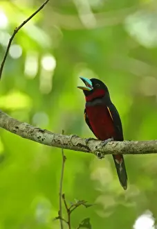 Kaeng Krachan Prints: Black-and-red Broadbill (Cymbirhynchus macrorhynchos siamensis) adult