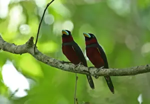 Black-and-red Broadbill (Cymbirhynchus macrorhynchos siamensis) adult pair, perched on branch, Kaeng Krachan N. P