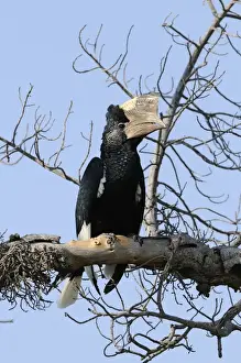 Mara Prints: Black-and-white-casqued Hornbill (Bycanistes subcylindricus) adult male