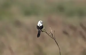 Black-and-white Monjita (Heteroxolmis dominicana) adult male, perched on twig, Colonia Carlos Pellegrini, Corrientes, Argentina, november