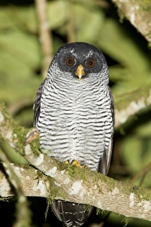 Equatorial Prints: Black-and-white Owl (Strix nigrolineata) adult