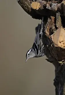 Black-and-white Warbler (Mniotilta varia) adult female, clinging to stump, La Belen, Camaguey Province, Cuba, March