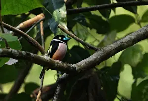 Broadbill Prints: Black-and-yellow Broadbill (Eurylaimus ochromalus) adult male