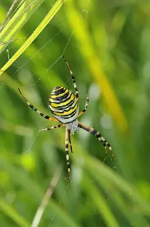 Webs Prints: Black-and-yellow Orb-web Spider (Argiope bruennichi) adult female