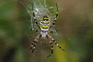 Black-and-yellow Orb-web Spider (Argiope bruennichi) adult female, in centre of web, Rainham Marshes RSPB Reserve