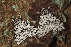 Black Arches (Lymantria monacha) two adults, resting on bark, Powys, Wales, august