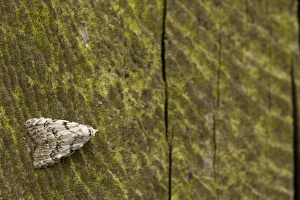 Lepidoptera Prints: Least Black Arches (Nola confusalis) adult