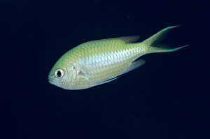 Pomacentridae Prints: Black-axil Chromis (Chromis atripectoralis) adult