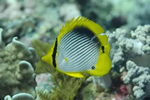 Black-backed Butterflyfish (Chaetodon melannotus) adult, swimming, Tanjung Muara, Sermata Islands