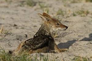 Canis Prints: Black Backed Jackal - Botswana