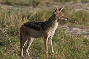 Black Backed Jackal - Botswana