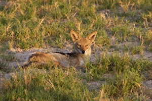 Jackals Prints: Black-backed Jackal (Canis mesomelas) adult