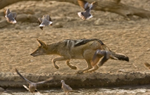 Black-backed Jackal (Canis mesomelas) adult, hunting Cape Turtle-doves (Streptopelia capicola) at edge of waterhole