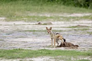 Jackals Prints: Black-backed Jackal (Canis mesomelas) adult female