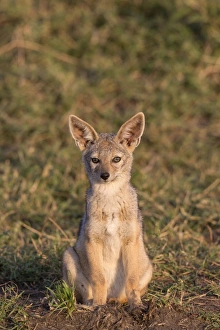 Black-backed Jackal (Canis mesomelas) cub, sitting in savannah, Masai Mara National Reserve, Kenya, August