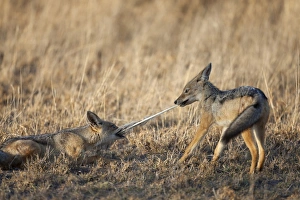 Feather Prints: Black-backed Jackal (Canis mesomelas) two cubs