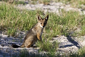 Canis Prints: A Black backed Jackal cub - Botswana