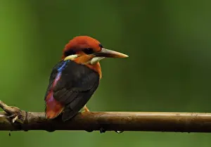 Kaeng Krachan Prints: Black-backed Kingfisher (Ceyx erithaca erithaca) adult