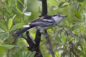 black backed puffback