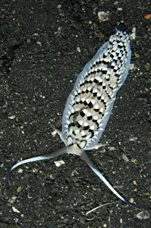 Muck Prints: Black-banded Cerberilla Nudibranch (Cerberilla annulata) adult