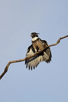 Oriental Prints: Black Baza (Aviceda leuphotes) juvenile, sunning on branch, Hong Kong, China, July