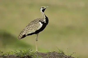 Black-bellied Bustard (Eupodotis melanogaster) adult male, Masai Mara, Kenya