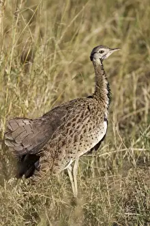 Mara Prints: Black-bellied Bustard (Lissotis melanogaster) adult male