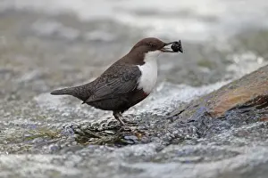 Black Bellied Prints: Black-bellied Dipper (Cinclus cinclus cinclus) adult