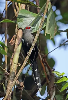 Black-bellied Malkoha (Phaenicophaeus diardi diardi) adult, perched on branch, Taman Negara N. P